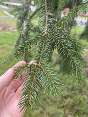 Picea