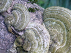 Trametes hirsuta