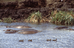 Hippopotamus amphibius