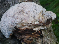 Trametes hirsuta