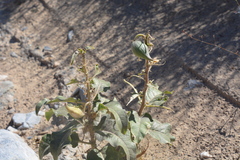 Asclepias nyctaginifolia