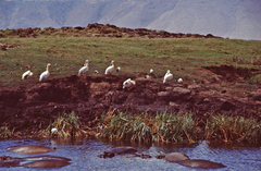 Pelecanus onocrotalus