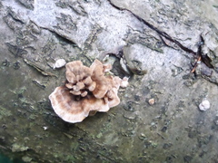 Chondrostereum purpureum