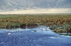 Pelecanus onocrotalus