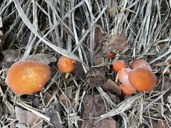 Fungi