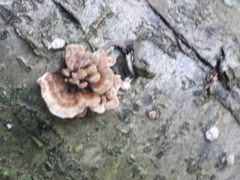 Chondrostereum purpureum