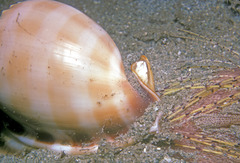 Phalium bandatum