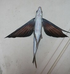 Exocoetidae