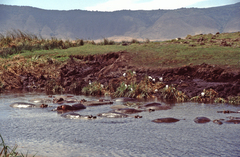 Hippopotamus amphibius