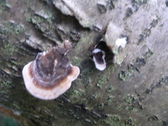 Stereum sanguinolentum