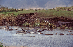 Hippopotamus amphibius