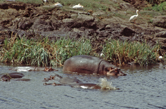 Hippopotamus amphibius