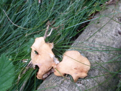 Cerioporus leptocephalus