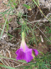 Ipomoea capillacea
