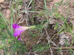 Ipomoea capillacea