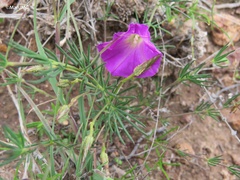 Ipomoea capillacea