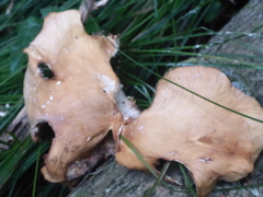 Cerioporus leptocephalus