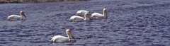 Pelecanus onocrotalus