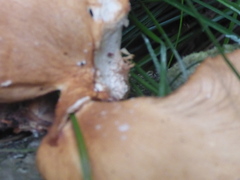 Cerioporus leptocephalus