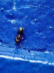 Camponotus planatus