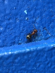 Camponotus planatus