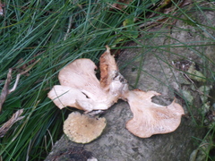 Cerioporus leptocephalus