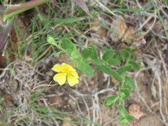 Helianthemum