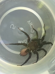 Antrodiaetus unicolor