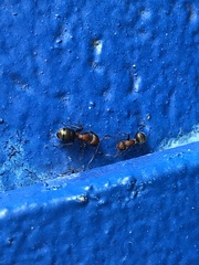 Camponotus planatus