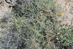 Scutellaria mexicana