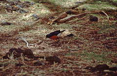 Lamprotornis superbus