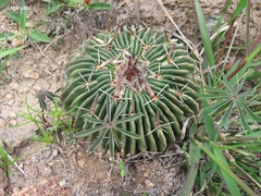 Echinofossulocactus