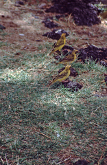 Ploceus