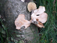 Cerioporus leptocephalus