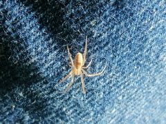 Larinia