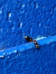 Camponotus planatus