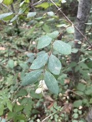 Symphoricarpos