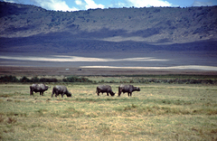 Syncerus caffer caffer