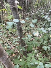Symphoricarpos
