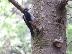 Dryobates villosus harrisi