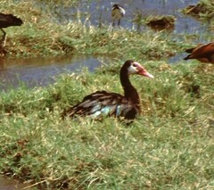 Plectropterus gambensis