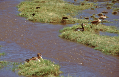 Plectropterus gambensis