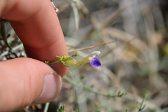 Scutellaria mexicana