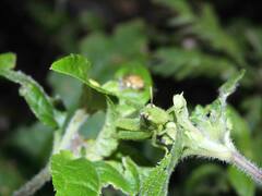 Schistocerca flavofasciata