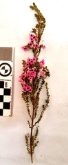 Erica melanthera