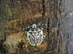 Antiteuchus mixtus