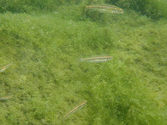 Phoxinus septimaniae