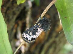 Xanthopastis timais