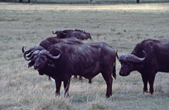 Syncerus caffer caffer