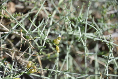 Scutellaria mexicana